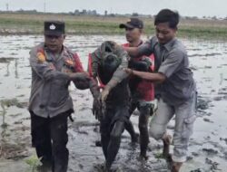 Aksi Heroik Kanit Intel Polsek Pebayuran Amankan ODGJ yang Resahkan Warga