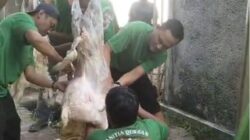 Idul Adha Penuh Makna, Masjid Al-Khoir Kampung Gandaria Tebar Kepedulian Lewat Penyembelihan 3 Sapi dan 5 Domba