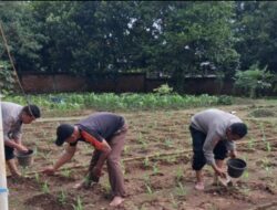 Polres Karawang Bersama Muspika Klari dan Petani Tanam Jagung Hibrida, Perkuat Ketahanan Pangan Nasional